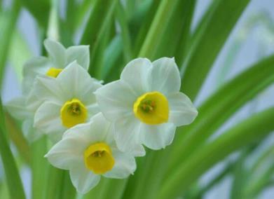 水仙花花语是什么，水仙花寓意和传说