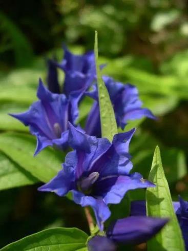 宿根花卉有哪些花，常见的10种宿根花卉介绍