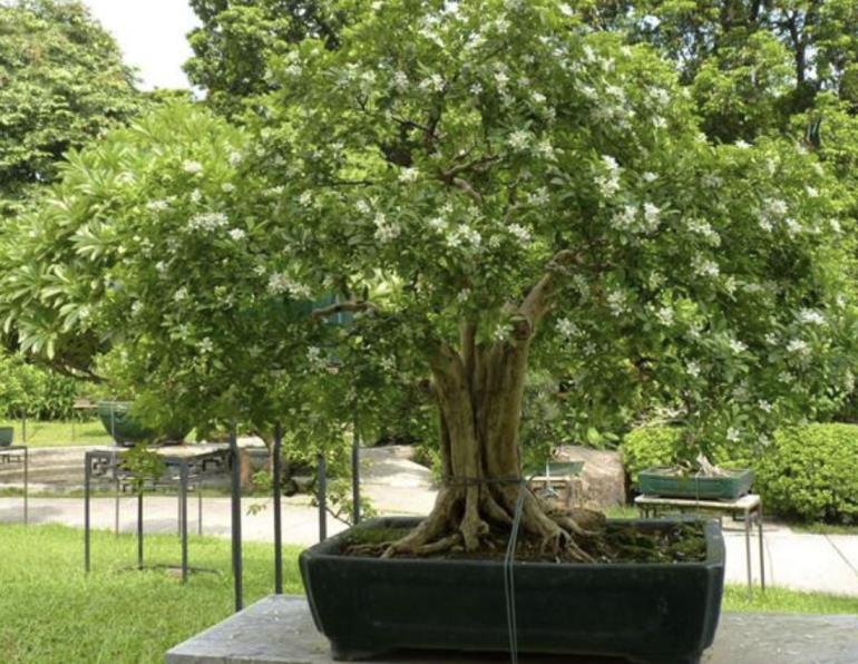 九里香能驱蚊虫吗，能驱蚊虫的植物推荐