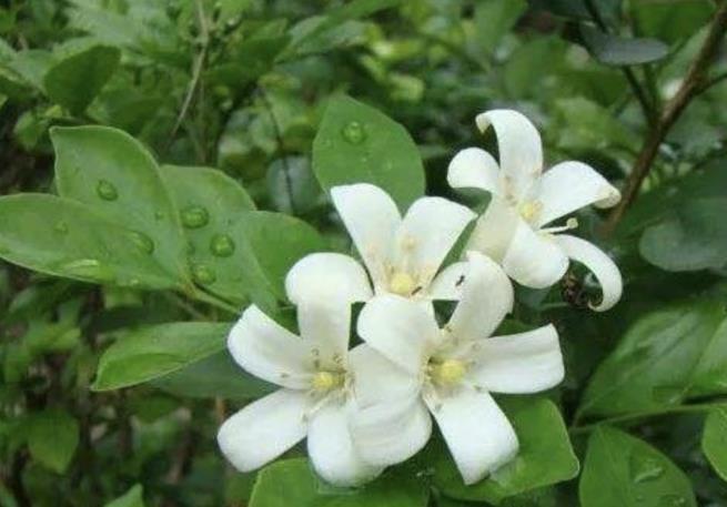 九里香能驱蚊虫吗，能驱蚊虫的植物推荐