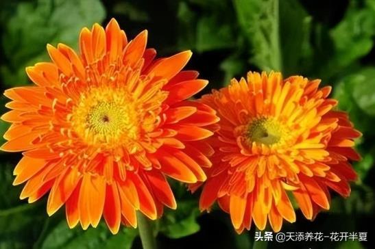 扶郎花花语是什么意思，扶郎花的寓意和象征