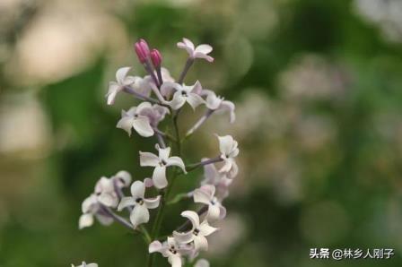 丁香花什么时候开花，关于丁香花花期简介