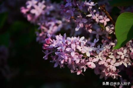 丁香花什么时候开花，关于丁香花花期简介