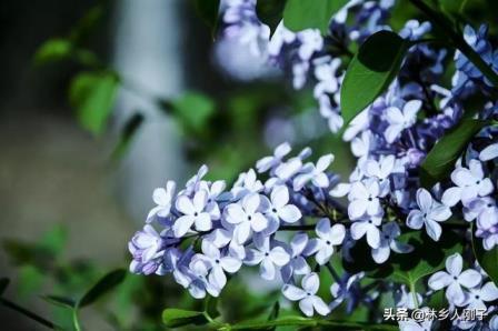 丁香花什么时候开花，关于丁香花花期简介