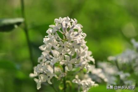 丁香花什么时候开花，关于丁香花花期简介