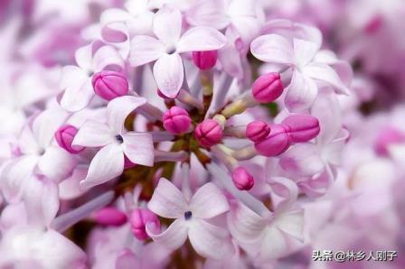 丁香花什么时候开花，关于丁香花花期简介