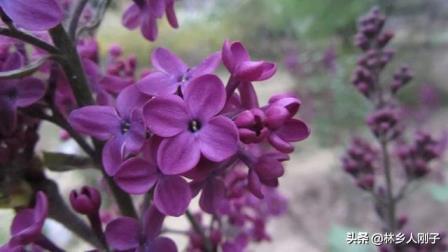 丁香花什么时候开花，关于丁香花花期简介