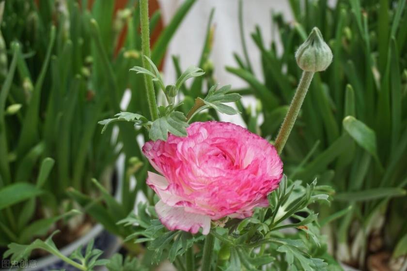 春季开放的花有哪种花，春天最美的八种花