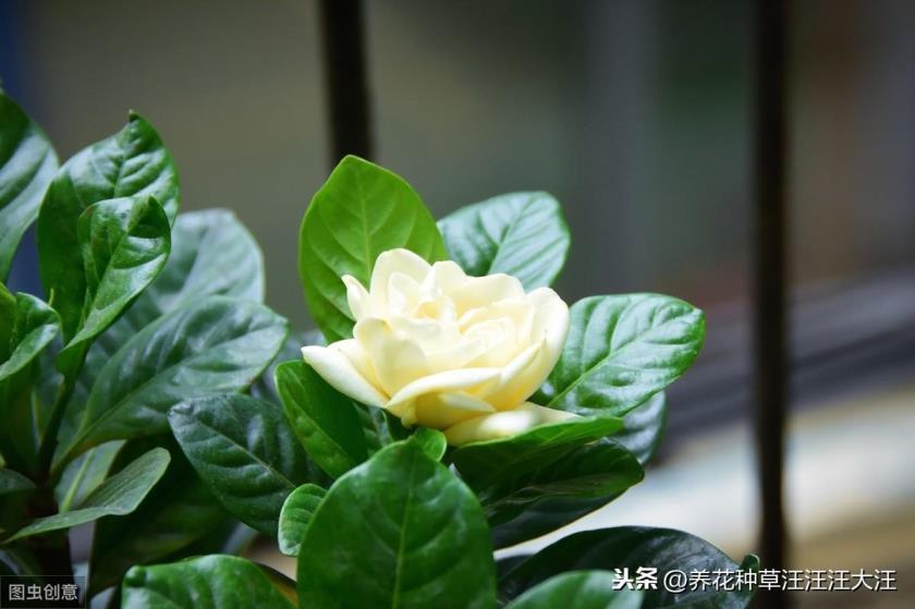 小叶栀子花怎么养，小叶栀子花繁殖方法分享