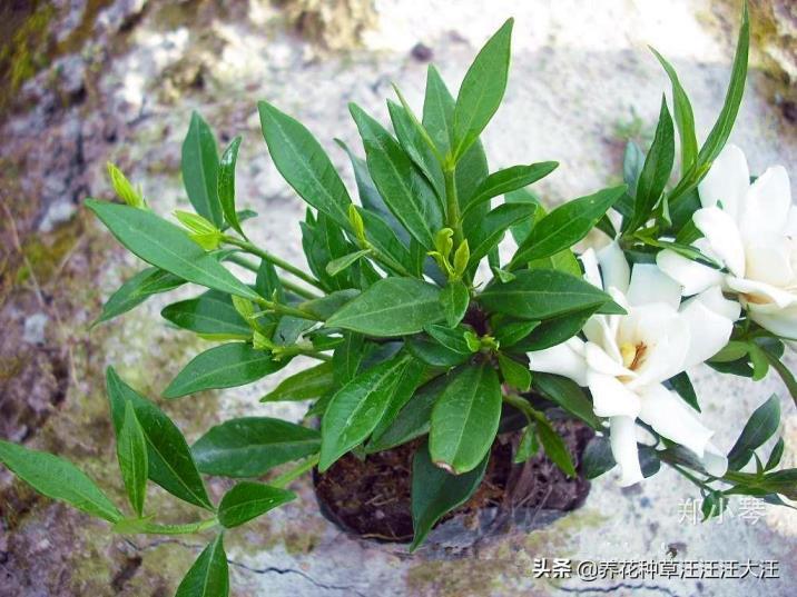 小叶栀子花怎么养，小叶栀子花繁殖方法分享