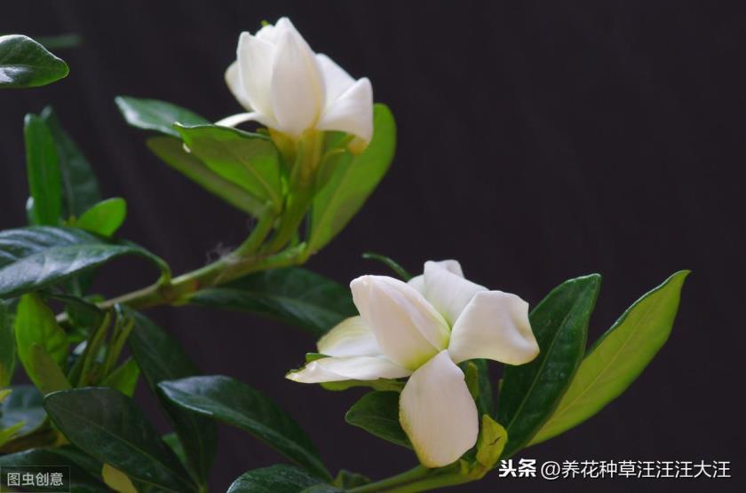 小叶栀子花怎么养，小叶栀子花繁殖方法分享