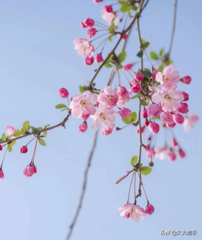 垂丝海棠花语是什么意思，垂丝海棠的寓意和象征