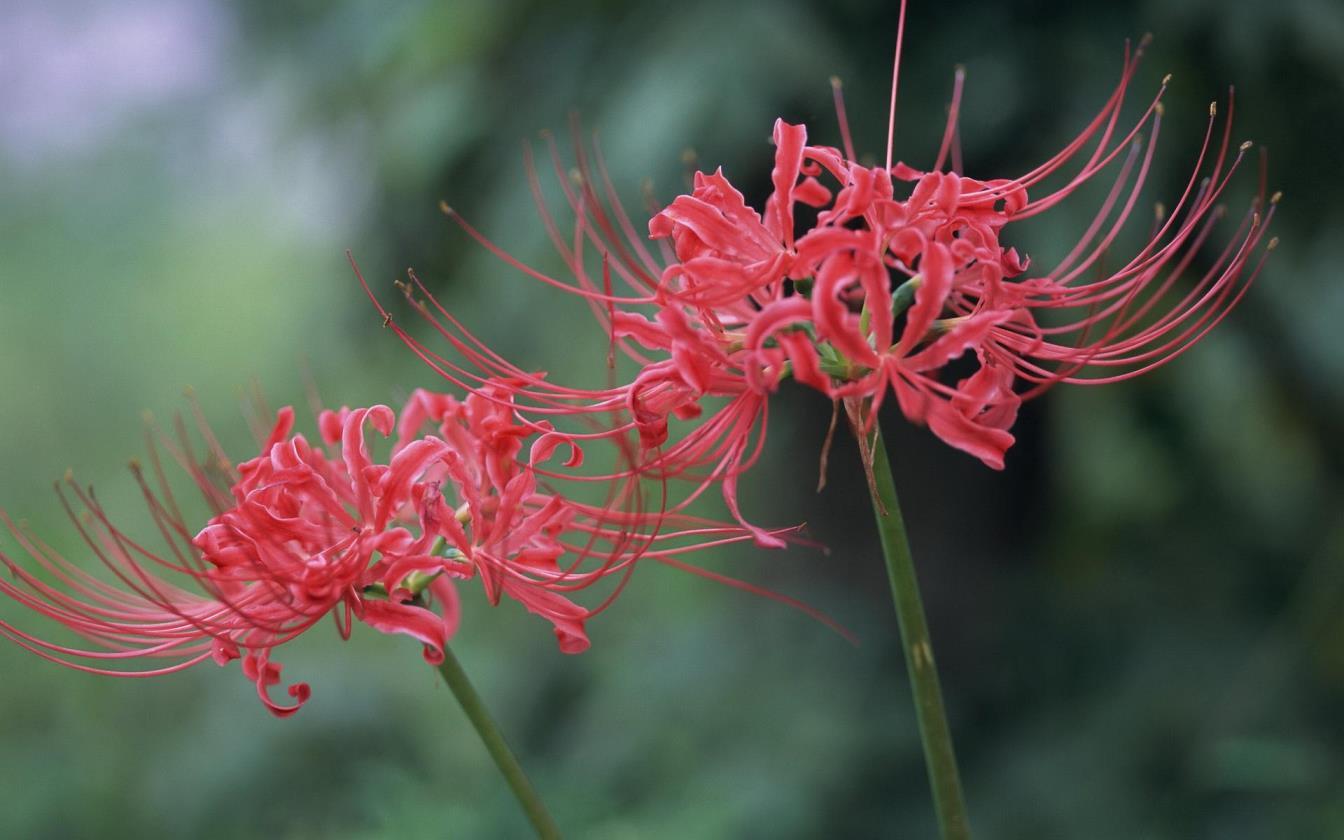 彼岸花的含义是什么，彼岸花的寓意和象征