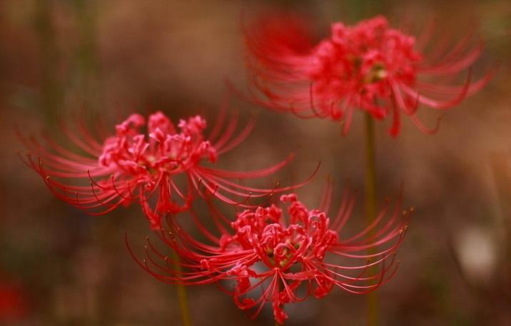 彼岸花的含义是什么，彼岸花的寓意和象征