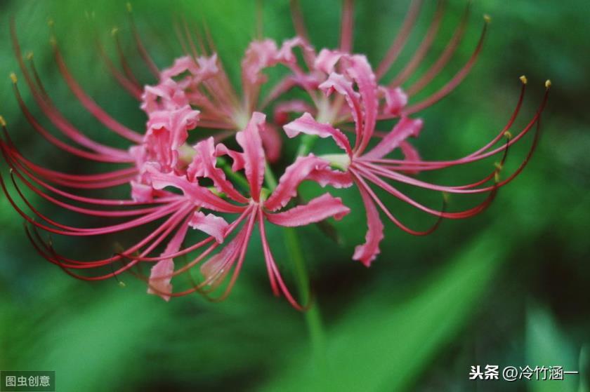 秋天开的花有哪几种花，秋天最美的十种花