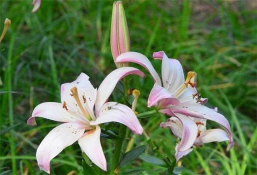 百合花语是什么意思，百合花语象征与寓意