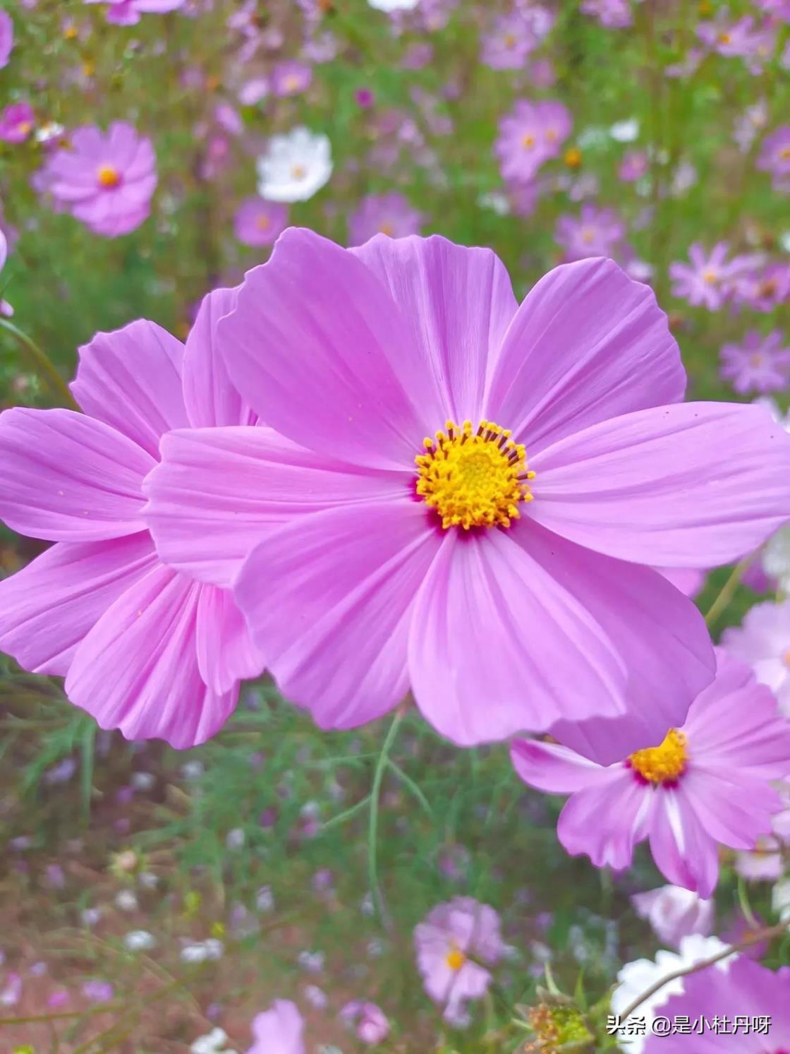 格桑花的寓意是什么，了解格桑花象征意义