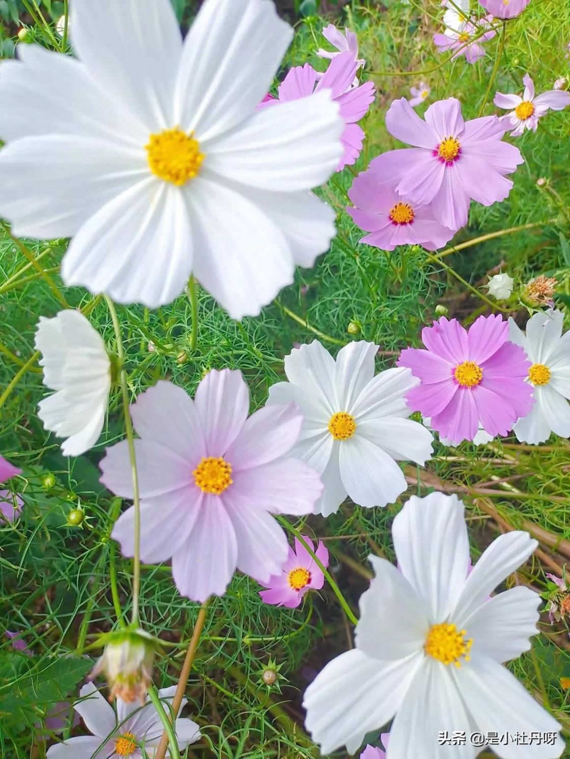 格桑花的寓意是什么，了解格桑花象征意义