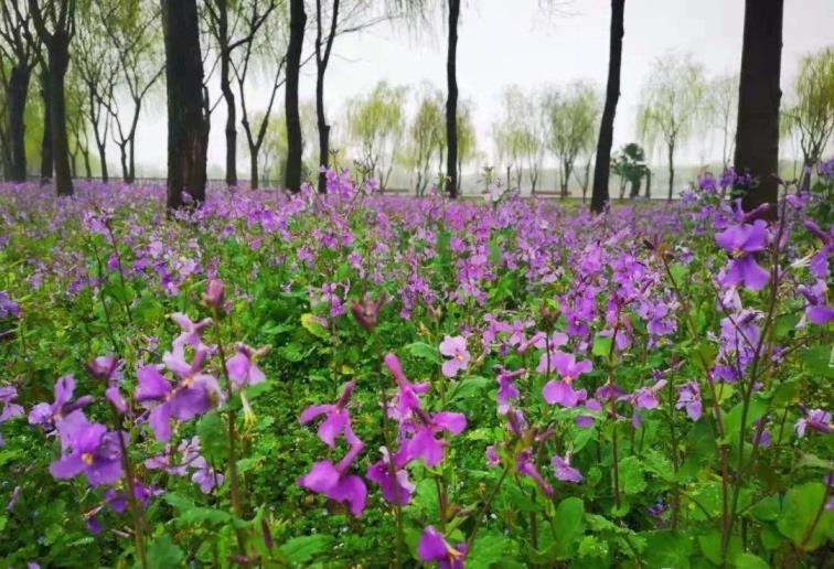 二月兰花语是什么，二月兰的寓意和象征