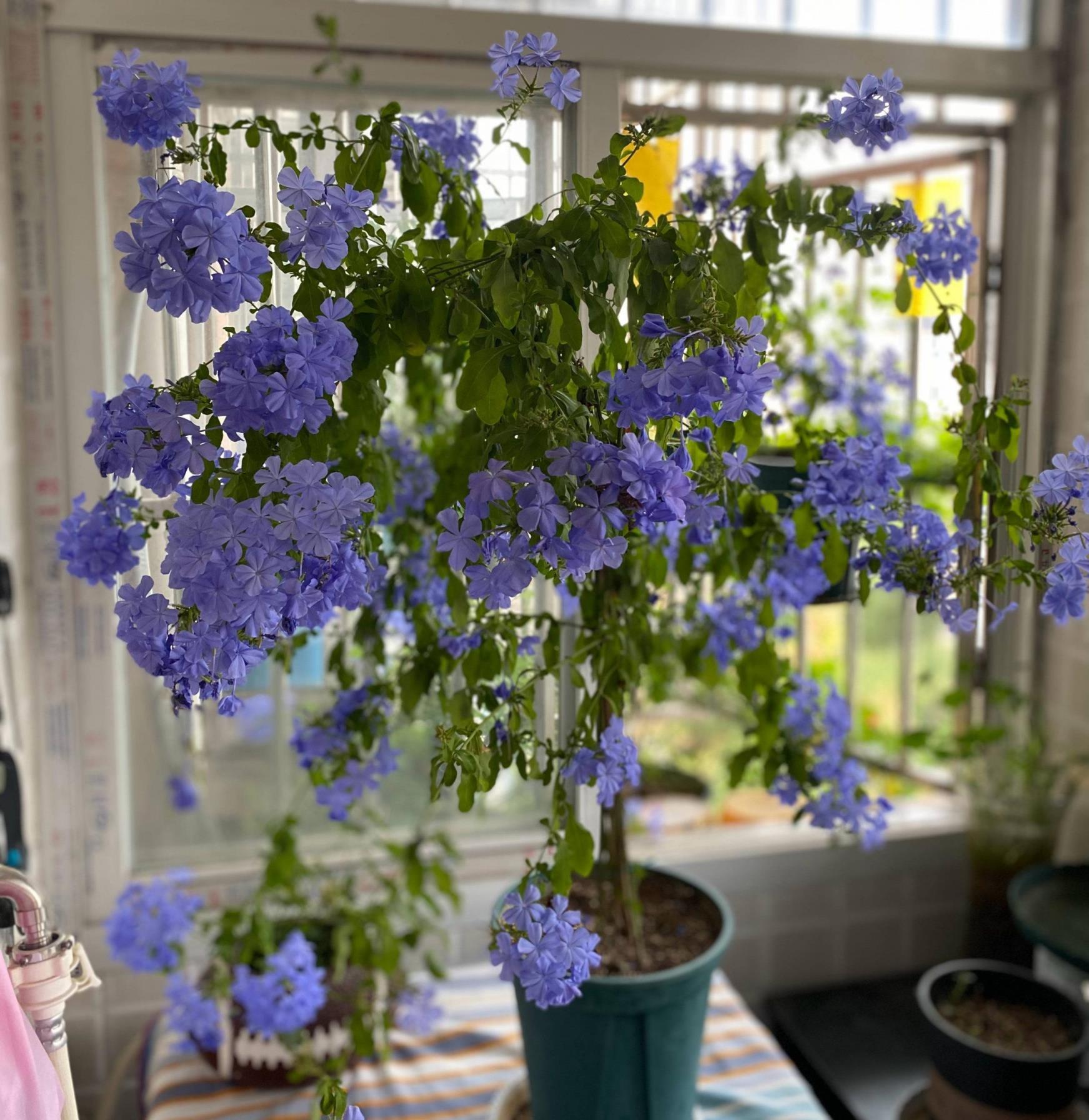 花卉养殖的技巧有哪些，花卉的种植与管理方法