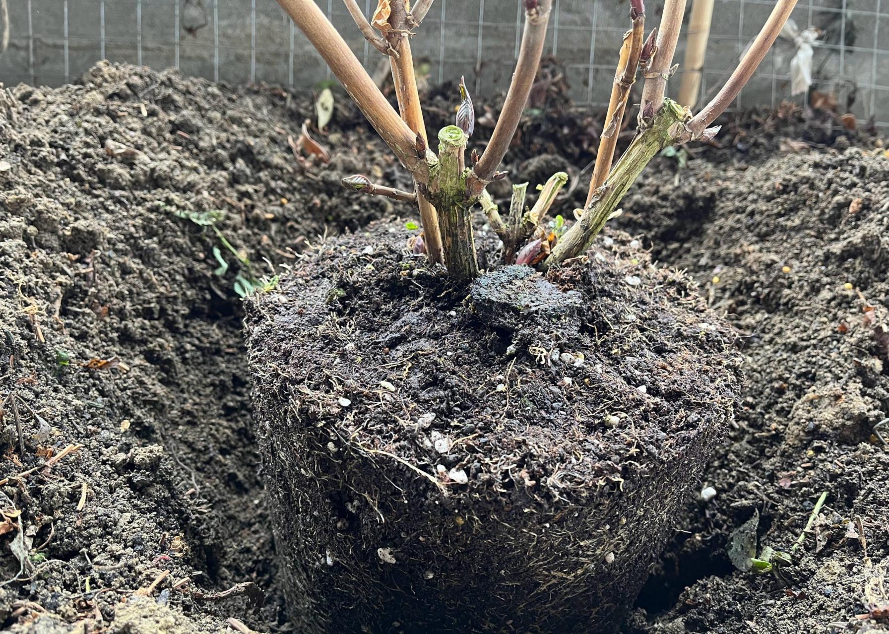 花卉养殖的技巧有哪些，花卉的种植与管理方法