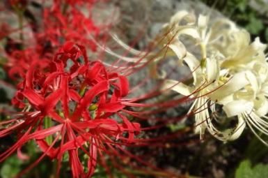 彼岸花花语是什么意思，了解彼岸花的真正含义