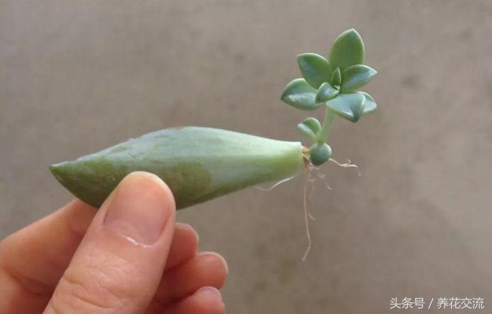 多肉植物怎么养，详解养多肉技巧与方法