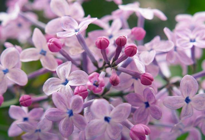 丁香花长什么样子，描写丁香花的外貌特征