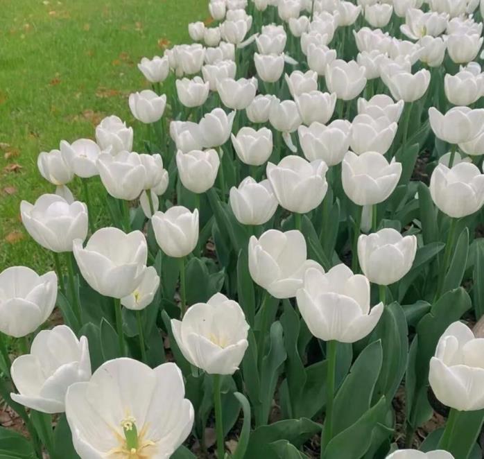 郁金香花语是什么，描写郁金香的寓意和象征