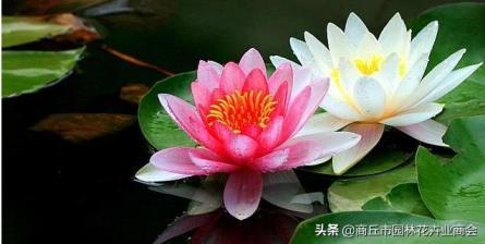 并蒂莲花语是什么，浅谈双生并蒂莲的寓意