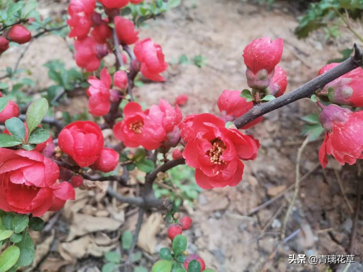 海棠花品种有哪些，常见海棠花品种排名