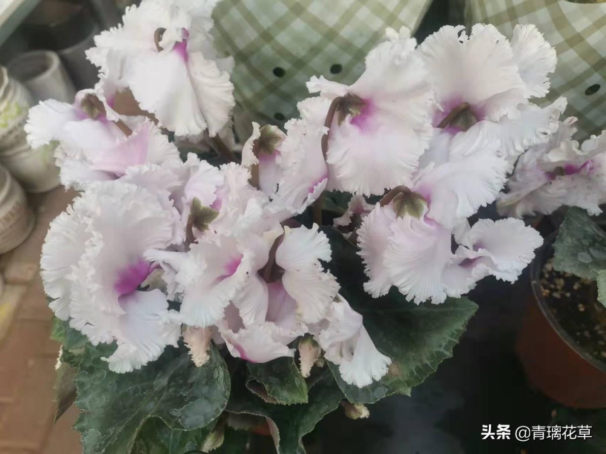 家里适合养哪种海棠花有哪些，好养又好看的花朵推荐