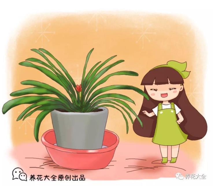 君子兰夹箭怎么办，养君子兰小妙招