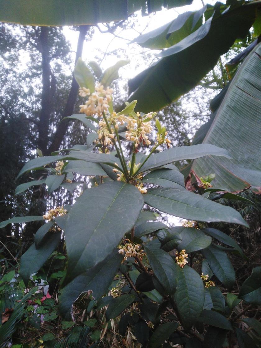 桂花几月开花哪个季节，桂花树的开花时间分享