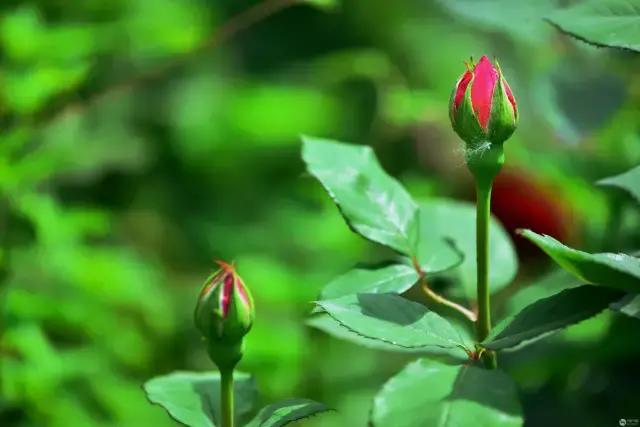 月季花冬季如何过冬，盆栽月季过冬的注意事项