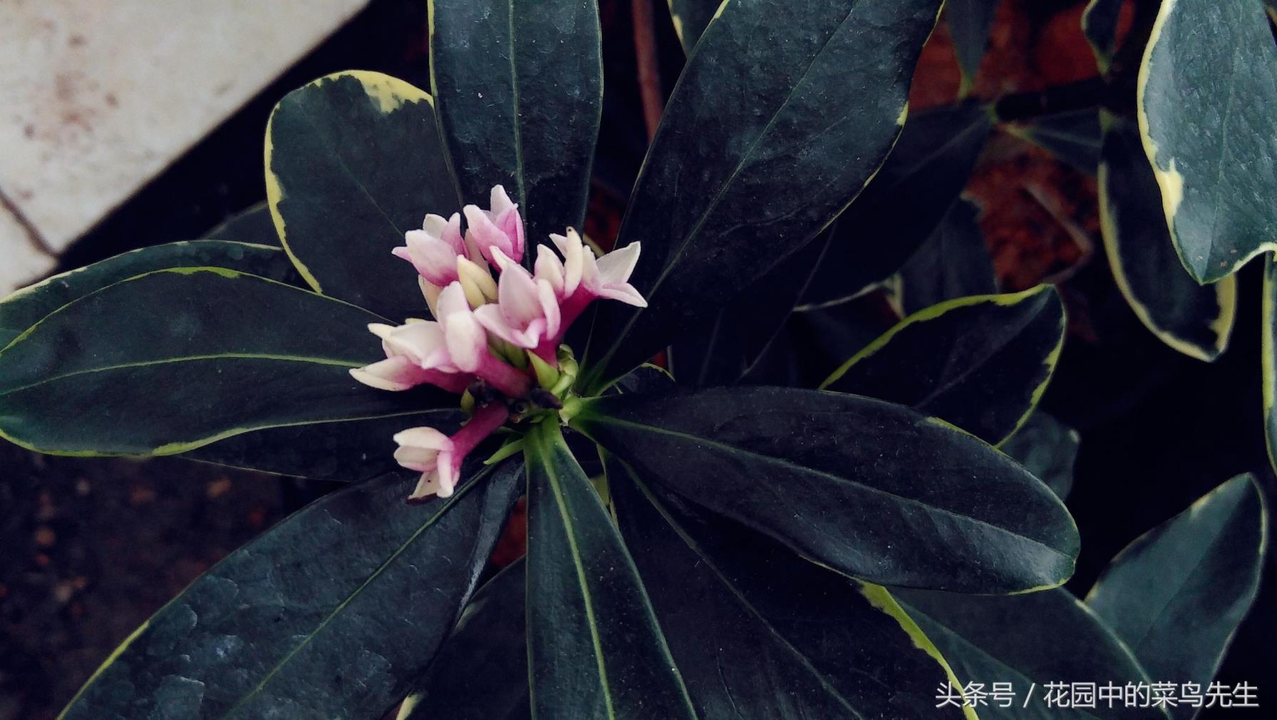 瑞香花花语是什么，描写瑞香花的象征与传说