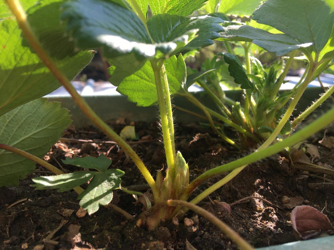 盆栽草莓的种植方法，室内种植草莓注意事项