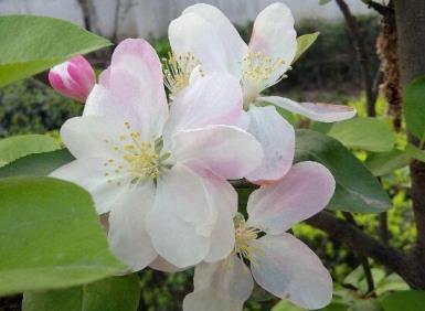 海棠花的花语是什么，浅谈海棠花象征意义