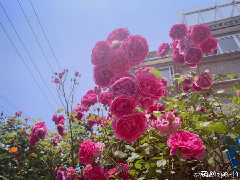 月季花的品种都有哪些，十大最美月季排名