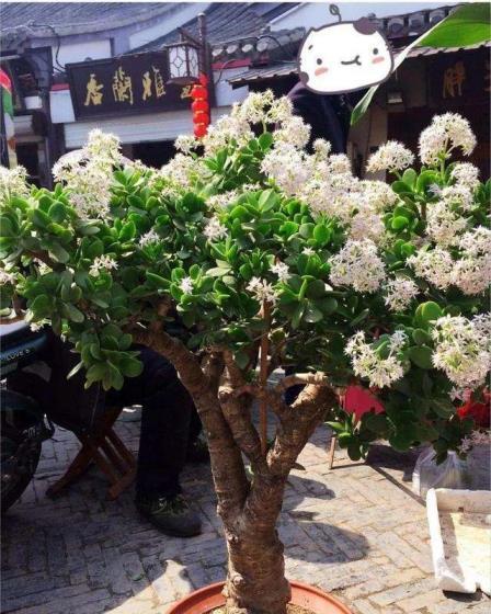 适合室内养的花树有哪些，盘点十种适合养在室内的树