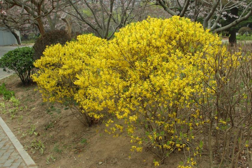 迎春花怎么养护和种植，迎春花种植时间与方法