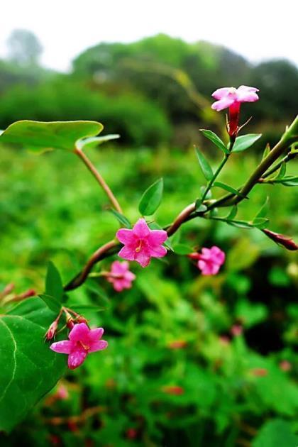 迎春花有哪些种类，有关迎春花品种介绍