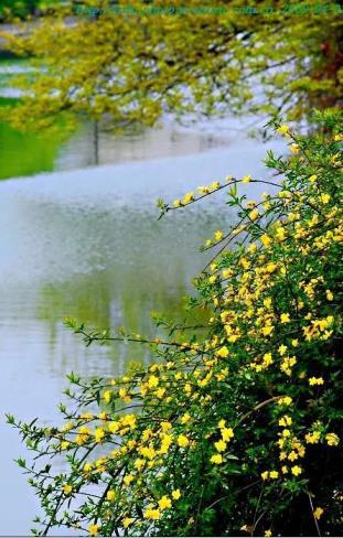 迎春花有哪些种类，有关迎春花品种介绍