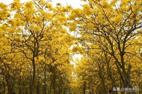 黄风铃花的花语是什么，风铃花的寓意和象征