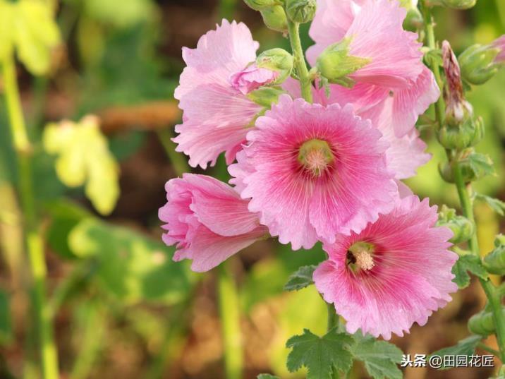 蜀葵种子什么时候播种最好，详解蜀葵花种子种植方法