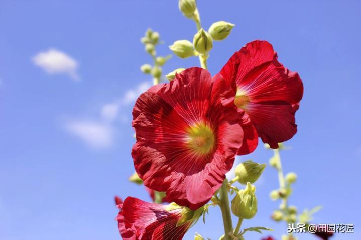 蜀葵种子什么时候播种最好，详解蜀葵花种子种植方法