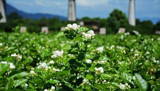 茉莉花怎么养殖，详解茉莉花养护技巧