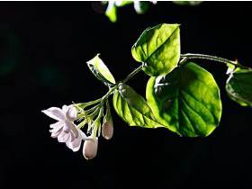 非洲茉莉修剪方法，非洲茉莉的养殖方法和注意事项