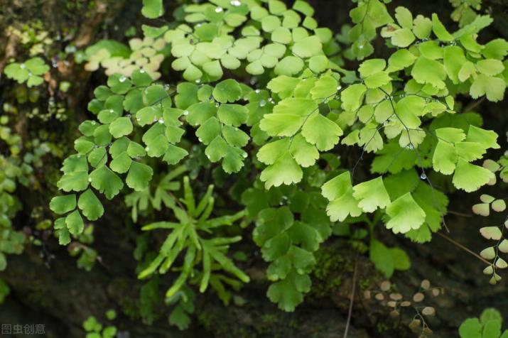 蕨类植物怎么养，蕨类植物浇水注意事项