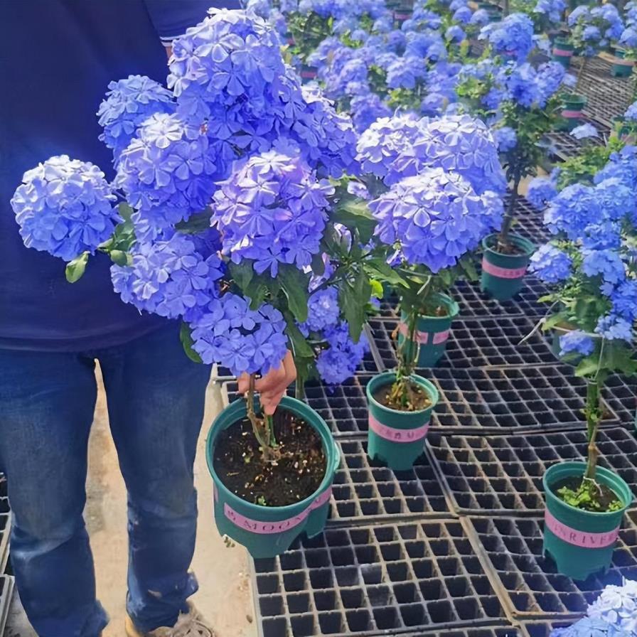 花卉种植技术大全，详解花卉种植与养护